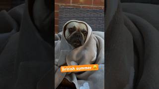 Frozen frenchie 🥶😫 funnyfrenchbulldog britishsummer [upl. by Olympias]