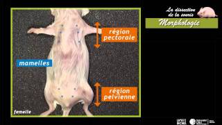 La dissection de la sourismorphologie 1 sur 7 [upl. by Neveda]