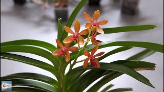 Vanda Rumrill cristata x curvifolia Orchid Blooms amp Home Care [upl. by Sosthenna]