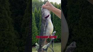 Fishing For Catfish  The BIGGEST Catfish shorts fishing [upl. by Ydnam48]