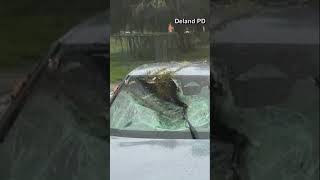 VIDEO  Tree falls on moving car in DeLand Florida ahead of Hurricane Milton [upl. by Savihc]