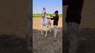 Lagan mate book karo fuleka vardhoda horse viralvideo love ghodia shorts short video vlog [upl. by Notsirb688]