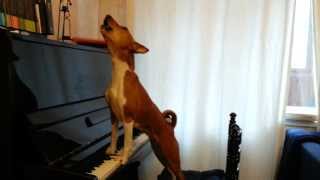 Поющая басенджи singing basenji [upl. by Hyacinthie]