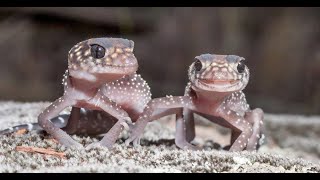 Australian Gecko [upl. by Doersten266]