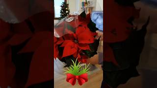 Poinsettia poinsettia poinsettias shortvideo christmastree [upl. by Leahcimnoj]