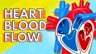 How Blood Flows Through the Heart [upl. by Lanctot]