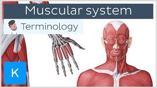 Muscular system  Anatomical terminology for healthcare professionals  Kenhub [upl. by Hanfurd]