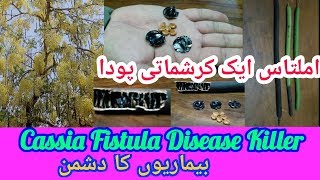 Amaltas Ke Fayde By How To Health  Constipation Home Remedy  Cassia Fistula Health Benefits [upl. by Erleena]