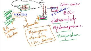 USMLE ACE Video 19 Purine and Pyrimidine Synthesis Pathway Purine Salvage pathway and Urea cycle [upl. by Griffie313]