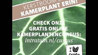 Kerstboom eruit kamerplant erin [upl. by Ahsenrad83]