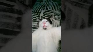 Lasy day brunomars lasy catsofyoutube [upl. by Priebe]