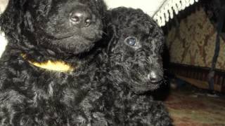 curly coated retriever puppies [upl. by Karlee196]