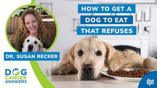 How to Get a Dog to Eat That Refuses To Do So  Dr Susan Recker [upl. by Nyral471]