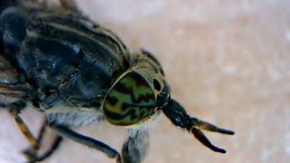 microscope video Horsefly Haematopota pluvialis [upl. by Roth]