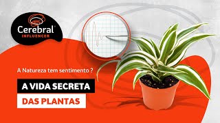 A Vida Secreta das Plantas Cleve Backster  Cerebral Influencer [upl. by Stockton913]