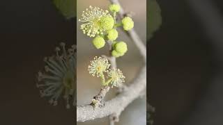 🌹⁴☆ Malpighiales •³⁷ Salicaceae  ² Great Hedge of India ▪︎ Flacourtia indica Governors Plum [upl. by Enined]