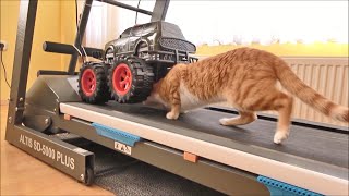 Cat Tries to Hide Under a Moving Truck on a Treadmill [upl. by Trisa]