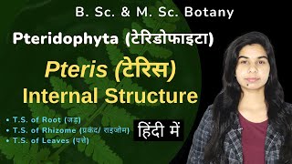 Pteridophyta  Pteris  टेरिस  Internal Structure आंतरिक संरचना  हिंदी में [upl. by Lotta]