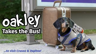 Ep4 OAKLEY TAKES THE BUS  Goes to Visit Crusoe amp Daphne Part 1 [upl. by Asiat]