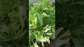 Polyscias fruticosa Snowflake plant use as antiinflammatory antitoxin antibacterial digestive aid [upl. by Hildy]