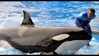 SeaWorld Killer Whale Trainer Responds to quotBlackfishquot [upl. by Aneen495]