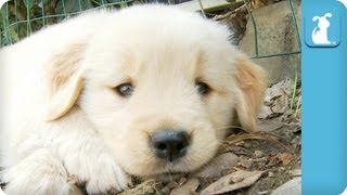 80 Seconds of Adorable Golden Retriever Puppies [upl. by Aniez]