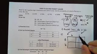 Punnett Practice 0 The Stepes to Complete Punnett Squares [upl. by Adnilreb]