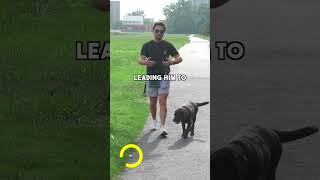 Avoid a transactional relationship with your dog [upl. by Isiah689]