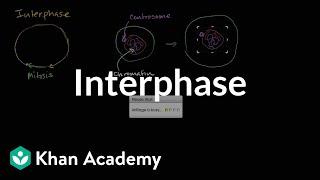 Interphase  Cells  MCAT  Khan Academy [upl. by Wayne]