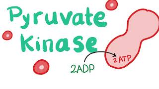 Pyruvate Kinase  The Beloved Enzyme of the Red Blood Cell RBC [upl. by Zetra]