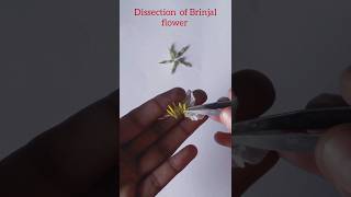 Dissection of Brinjal flower solanaceae family shorts [upl. by Anilejna]