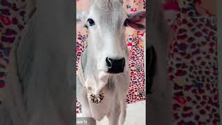 Cute cow 🥰🥰🥰🥰☺️☺️☺️☺️ [upl. by Ahseim]