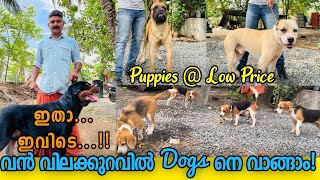 Budget Priceന് Puppies ഇവിടെ നിന്നും 20 വർഷമായി kennel നടത്തുന്ന ബൈജു ചേട്ടൻ Dog Farming Malayalam [upl. by Liahkim]