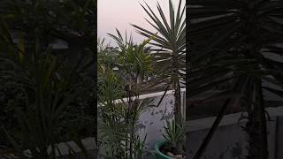 Yucca and bamboo palm 🌴 🪴youtubeshorts youtube ytshorts bamboo palm yucca plants furcraea [upl. by Amisoc184]