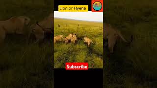 💥Lion King vs Hyena fighting 2🔥short trending animalsshorts animals viralvideo subscribe [upl. by Bradan]