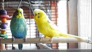 1 Hour of Budgie Best Friends Talking Playing and Singing  Mango and Chutney [upl. by Rodgers]