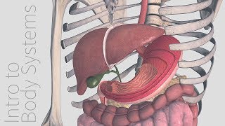 Introduction to the Digestive System  Animated Tutorial  Complete Anatomy [upl. by Gwendolen]