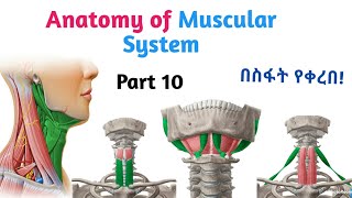 Anatomy of Muscular System Hyoid Muscles Interesting Video Lecture with Amharic Speech Part 10 [upl. by Tlok]