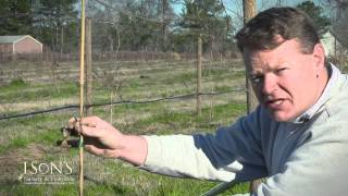 Isons Nursery How to Plant a Muscadine Vine Instructional [upl. by Evette626]