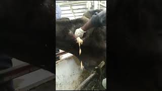 Removing pus from large abscesses Treatment for wounded cows [upl. by Leinaj751]