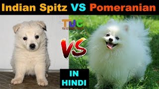 Indian Spitz vs Pomeranian  Dog VS Dog  TUC  The Ultimate Channel [upl. by Ahsya]