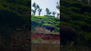 Wild and Young herd of Indian Gaur grazing ￼ [upl. by Ozmo]