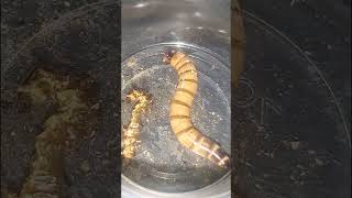 Superworm Pupation conditions and preparations  Superworm breeding  Colony care [upl. by Birdt669]