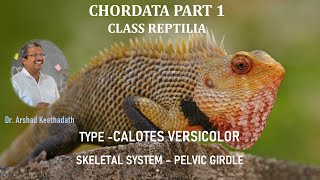 TYPE CALOTES VERSICOLOR SKELETAL SYSTEM – Part 8 – PELVIC GIRDLE [upl. by Strang]