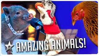 10 AMAZING Animal Auditions that the Judges Never Saw Coming on Got Talent [upl. by Letsou]