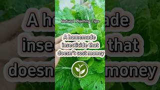 A homemade insecticide that doesn’t cost money plants shortvideo garden youtubeshorts howto [upl. by Gusba]