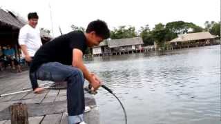 Giant Mekhong catfish at Bungsamran Fishingpark Thailand Bangkok [upl. by Oberheim199]