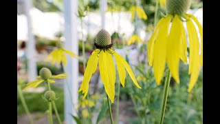 Ratibida pinnata  Grayhead Prairie Coneflower Drooping Coneflower Grayheaded Mexican Hat [upl. by Willem]