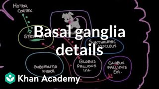 The basal ganglia  Details of the indirect pathway  NCLEXRN  Khan Academy [upl. by Yennek]