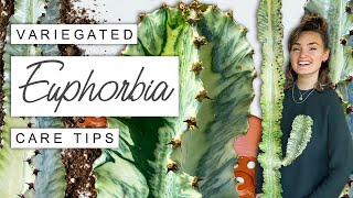 Variegated Euphorbia TIPS  TRICKS 🌵 Complete Care Guide For Euphorbia Variegata [upl. by Smitt137]